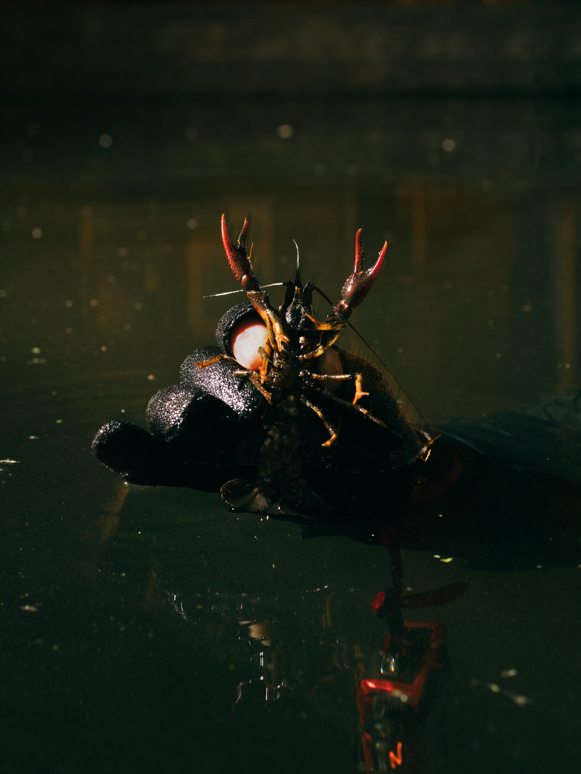 Amerikaanse rivierkreeft